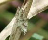 Epirrhoe alternata